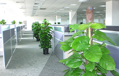 苏州办公室内绿化